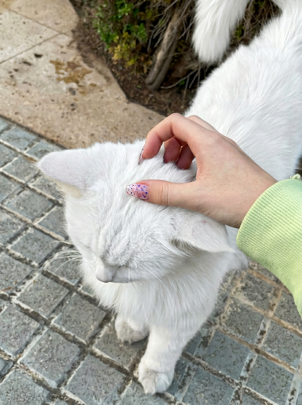 お散歩